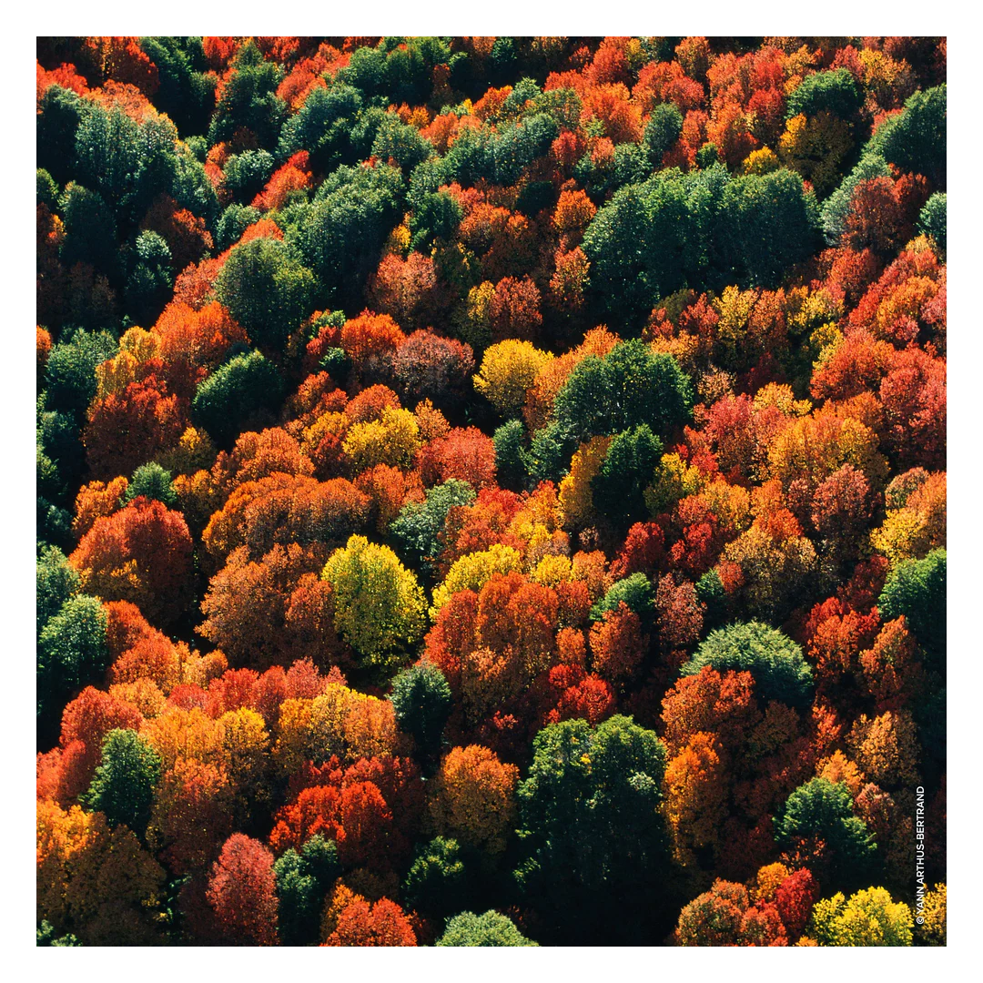 GUERLAIN Aqua Allegoria Forte Rosa Palissandro Eau de Parfum Spray - Image 9