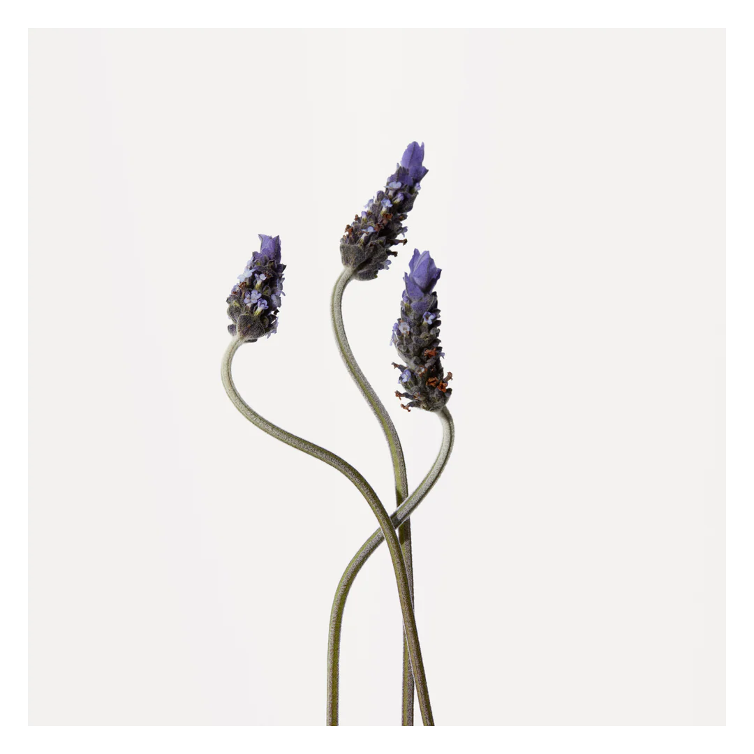 Origins Light Rose Moisturising Hand Cream - Image 5